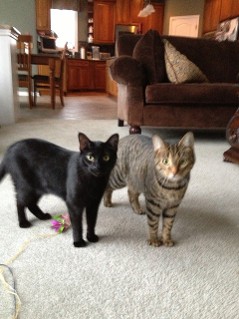 Cat, Pet Care & Dog Walking in Commerce Township, MI